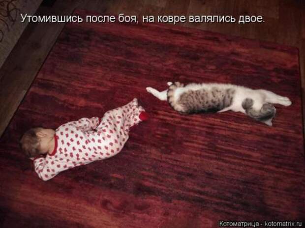 Котоматрицы(картинки с надписями)