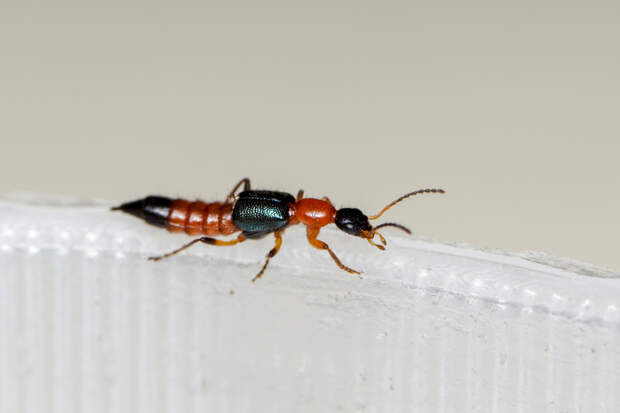 Россиянка уснула на Бали и проснулась с ожогом лица из-за насекомого