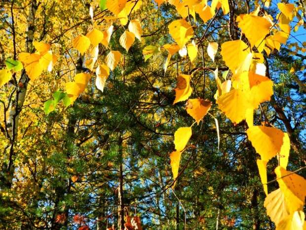 Прогулка по лесу с ножом, фотоаппаратом и ведром грибы, листва, осень, природа, прогулка, сделай сам