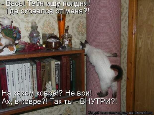 Свежая котоматрица для настроения (32 фото)