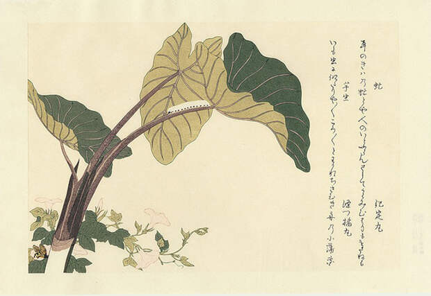 Утамаро выполнил множество иллюстраций с изображениями растений и насекомых.