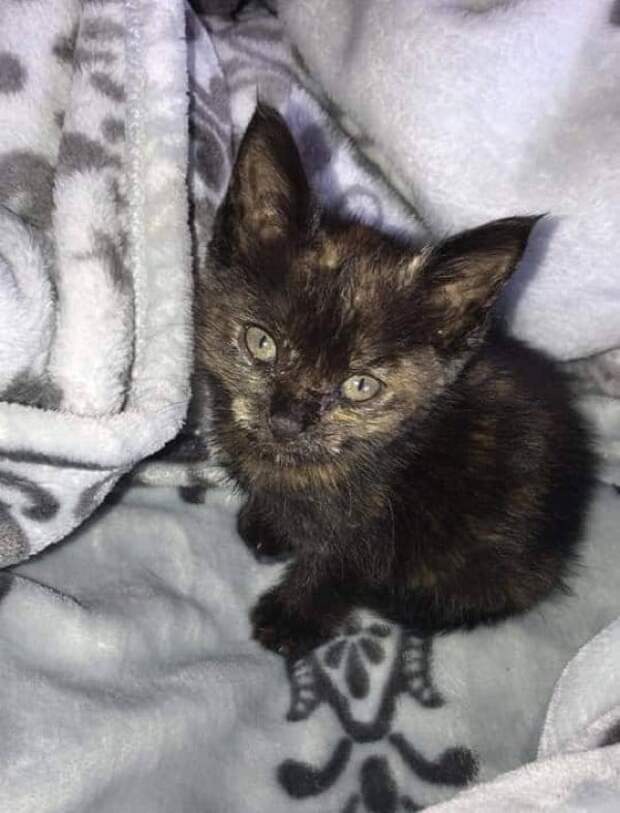 черный котенок