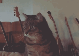 Животные, которые всегда сохраняют безразличие