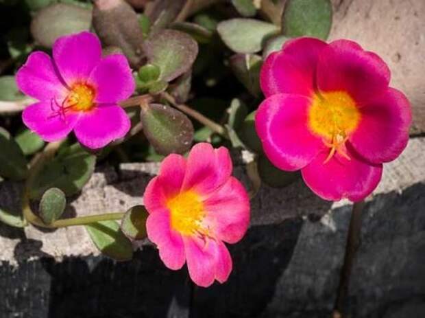 Портулак крупноцветковый - выращивание рассады цветов