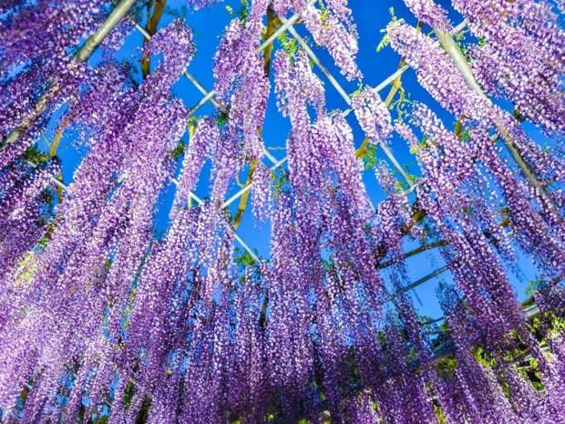 Еще десяток с лишним причин бросить всё и отправляться в Японию Цветение, весна, красота, парк, япония