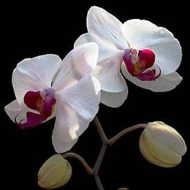 Фаленопсис — Phalaenopsis 