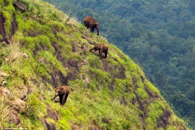 Индийские слоны не ищут легких путей! индия, слоны, удивительное рядом