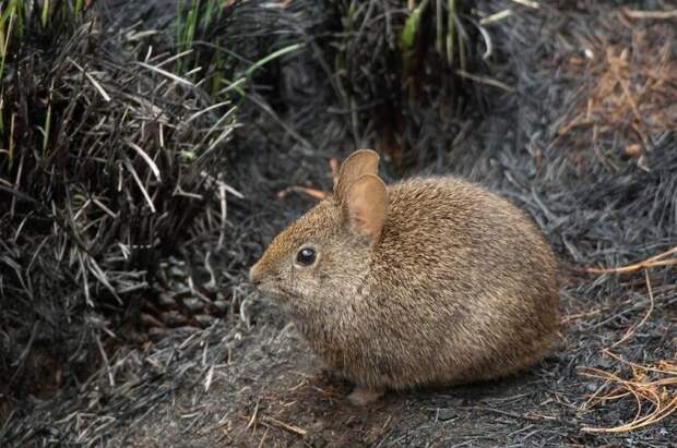 Бесхвостый кролик, или вулканический кролик  (лат. Romerolagus diazi) 