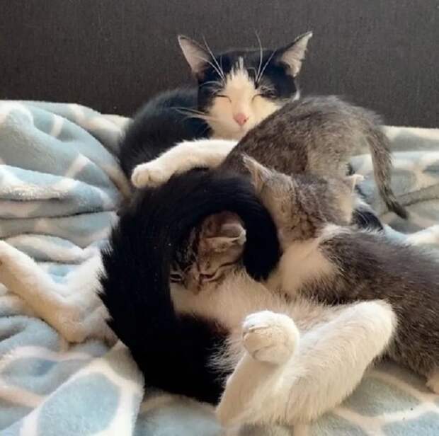 Котята играют с кошкой Котята с мамой