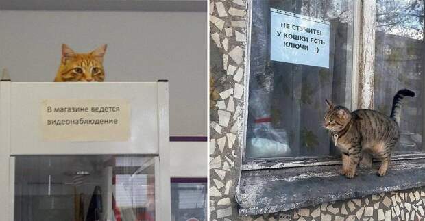 12 фото, где кошки и надписи прекрасно дополняют друг друга