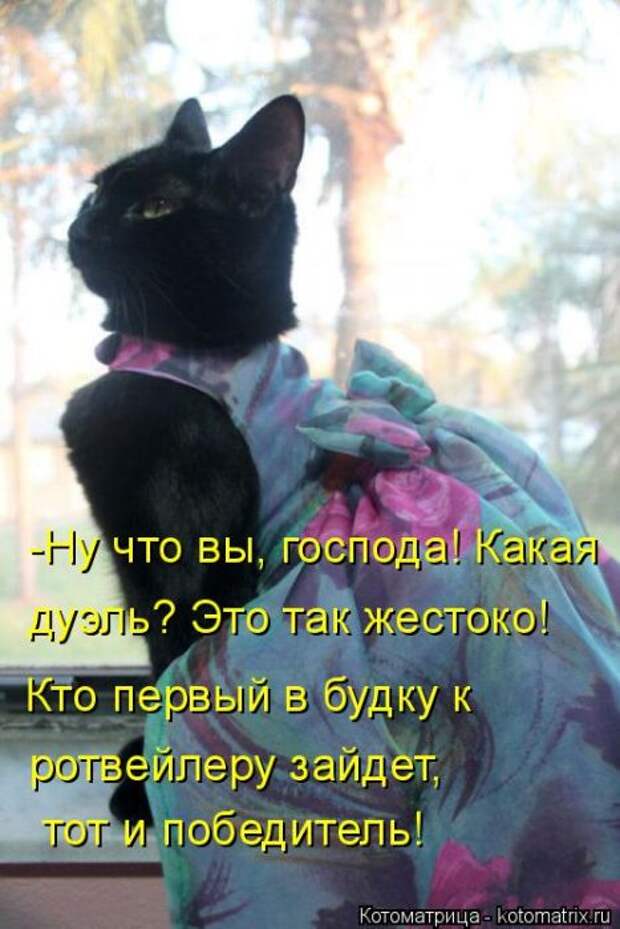 Лучшие котоматрицы недели Лучшие котоматрицы недели