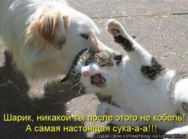 Лучшие котоматрицы недели (28 фото)