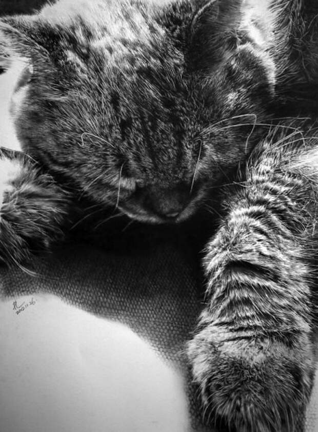 Это рисунки, выполненные обыкновенным карадашом картины карандашом, коты, рисунок, художник