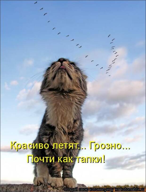 Новая котоматрица на Бугаге (35 фото)