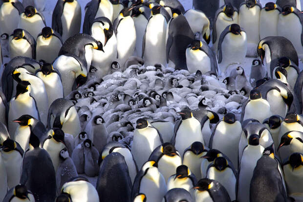 Пингвины при сильных холодах собираются в круг, внутри которого находятся птенцы. При этом каждое кольцо пингвинов примерно каждые 30 секунд совершают одновременное движение, шаг, в сторону. Затем так поступает следующее кольцо. Так сохраняется тепло животные, интересно, особенности, факты