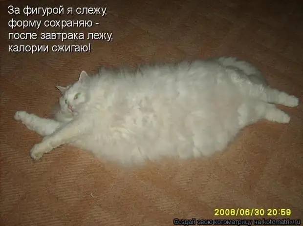 Весёлая Котоматрица