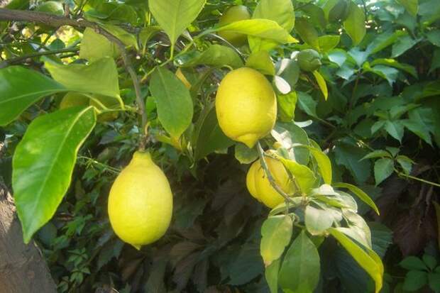 Павловский лимон традиционно размножают семенами