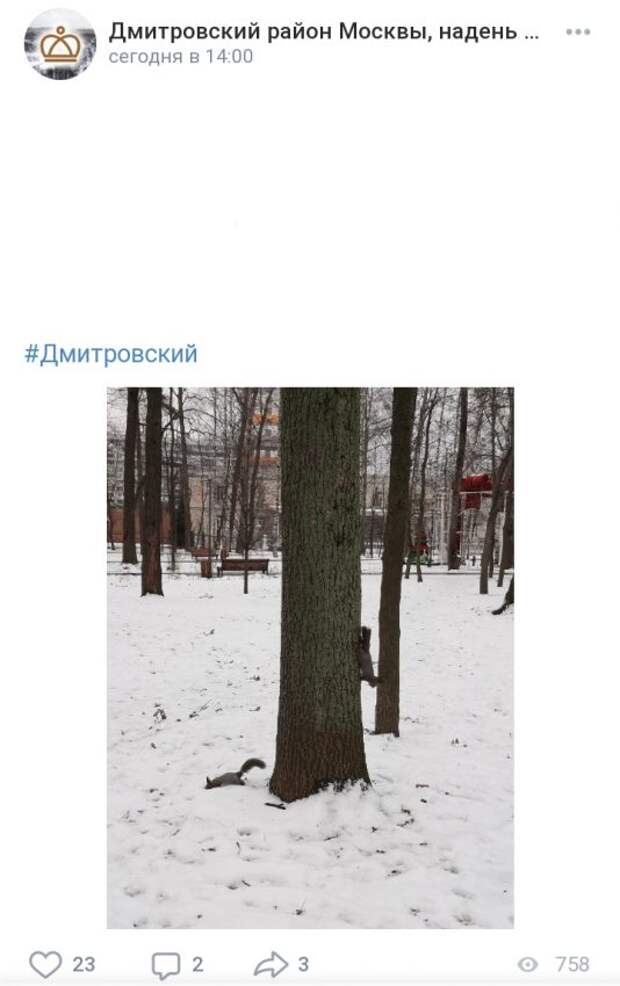 Фото дня: беличье семейство в Дмитровском