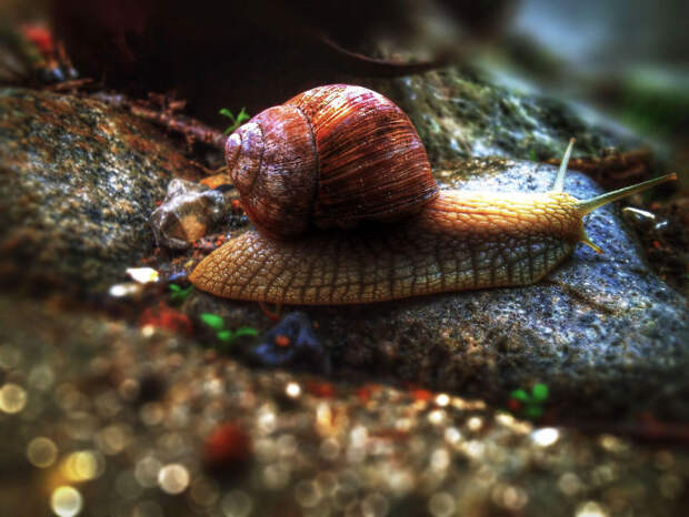 A Snail In Mica A Snail In Mica