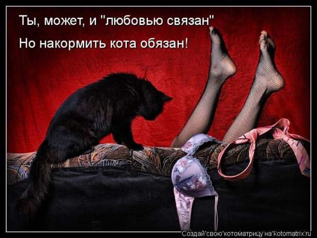 Лучшие котоматрицы недели Лучшие котоматрицы недели