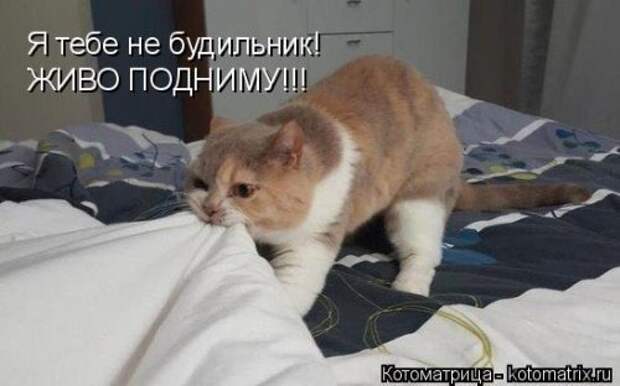 Новая отличная котоматрица (38 фото)