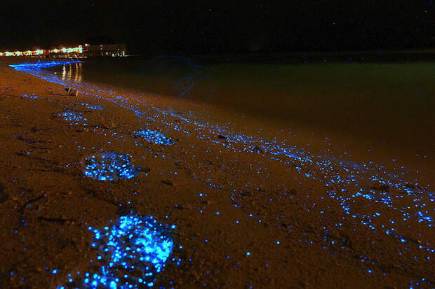 Красота светящихся пляжей, подобных звездному небу BioluminescentBeaches07 Красота светящихся пляжей, подобных звездному небу
