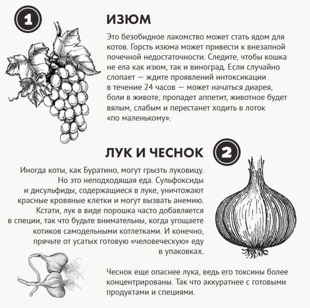 Чем нельзя кормить котов еда, информация, корма, кошки, питание, полезно знать
