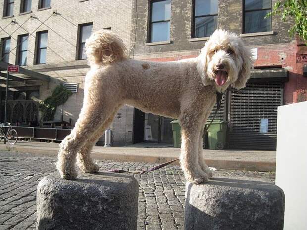 Мастер баланса