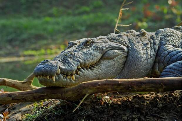 Болотный крокодил животные, крокодил, крокодилы, факты
