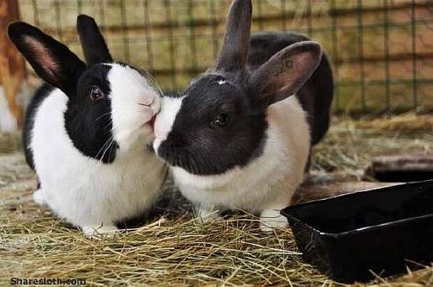 rabbits-kissing