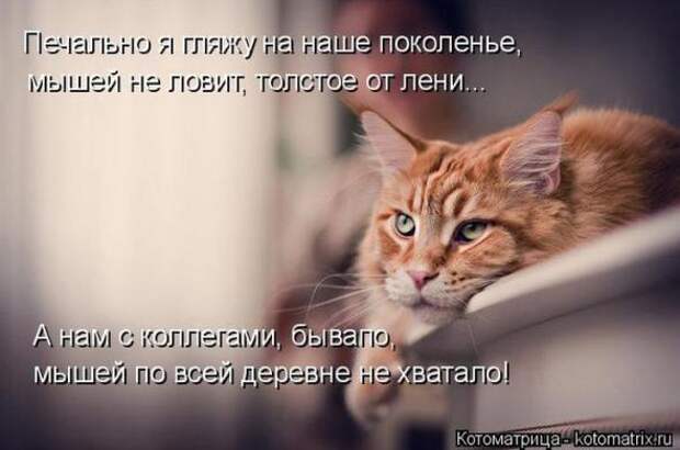 Котоматрицы (картинки с надписями)