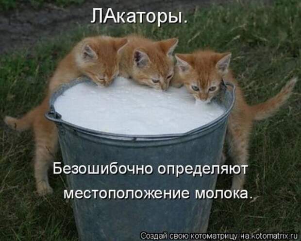 Веселая котоматрица свежак!
