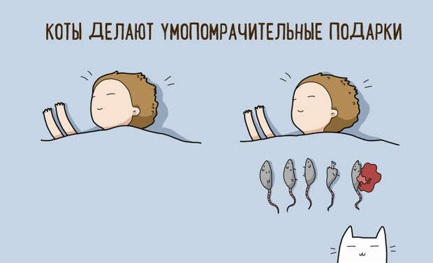 10 шуточных причин, по которым стоит завести себе кота