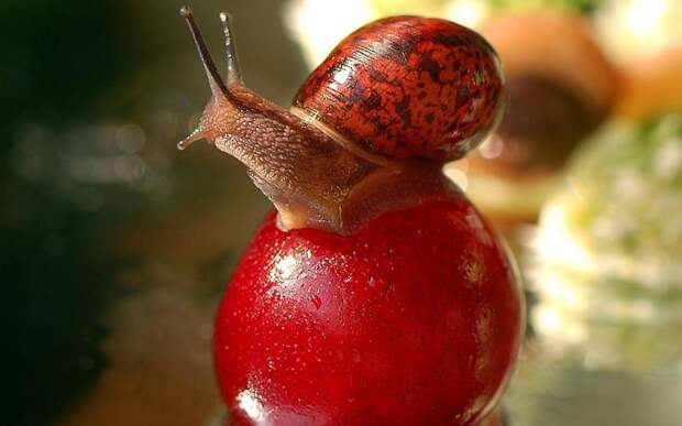 Snail Loves Cherry Snail Loves Cherry