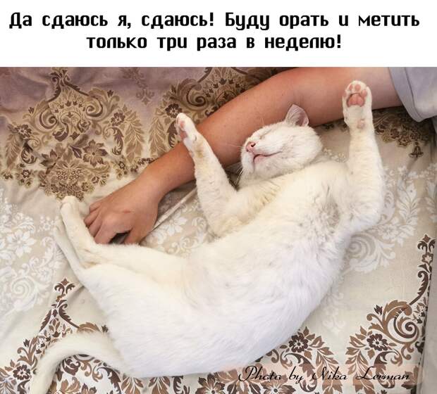 Простое и дешёвое счастье – это сложный кот
