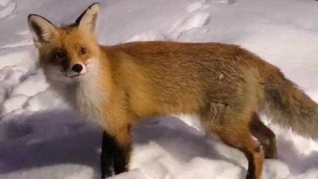 Пронский охотник накормил хромого лисёнка