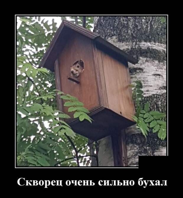Демотиваторы от Водяной за 19 октября 2018 Демотиваторы от Водяной за 19 октября 2018 демотиватор, демотиваторы, юмор