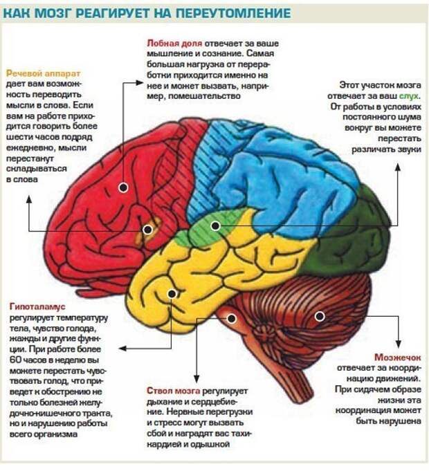 Память в каком отделе мозга. Части мозга. За что отвечают части мозга. За что отвечают отделы мозга. Отделы и зоны головного мозга.