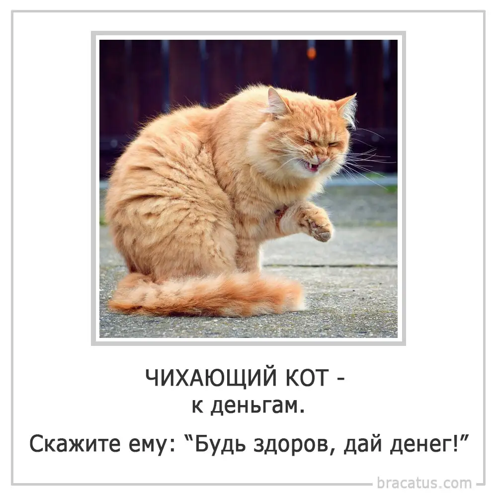 Кошка чихает причины