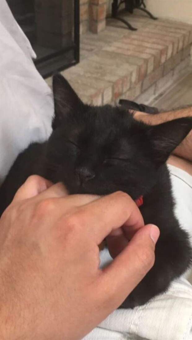 Грациозные чёрные кошки и котики