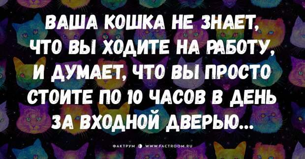 25 самых смешных анекдотов про кошек и котов