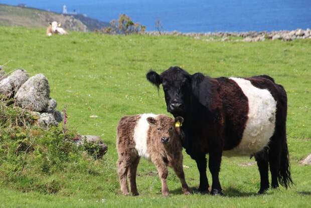 Опоясанные Коровы Галлоуэй (Belted Galloway Cows) - похожи на печеньки Орео. Молочная порода, выведенная в Шотландии буренки, животные, интересное, коровы, красота, породы