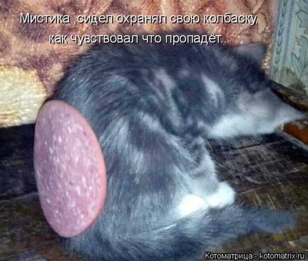 Лучшие котоматрицы недели (50 фото)