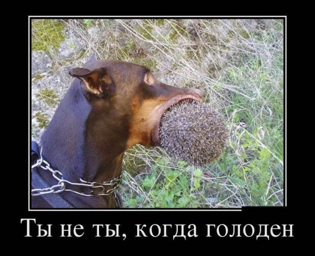 Демотиваторы демотиваторы, юмор