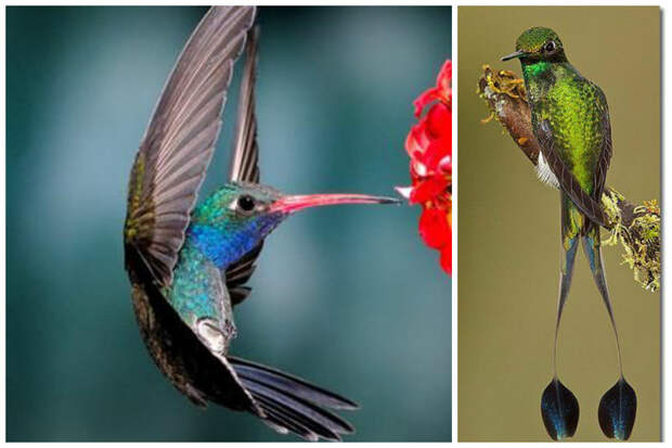 Колибри — единственная птица, которая умеет летать задом наперёд или вверх ногами. интересное, колибри, природа, птицы, факты, фауна