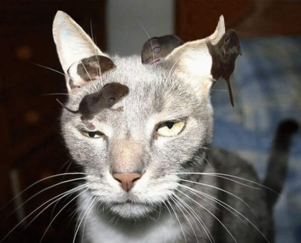 Животные, которым все равно