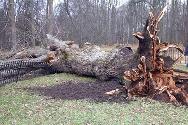 Mash: на Северном Кавказе дерево насмерть придавило 5-летнего мальчика