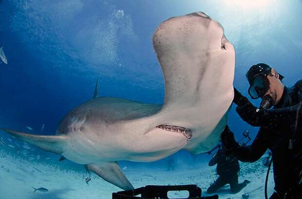 При встречи с акулой молотом резкие движения - запрещены!