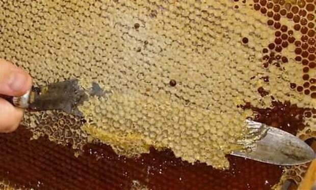 Забрус пчелиный, забрус народная медицина. 