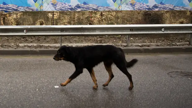 Депутат Госдумы Бурматов рассказал об инициативах по ситуации с бездомными животными